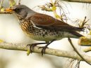 Fieldfare