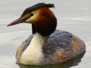 Great Crested Grebe