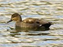 Gadwall