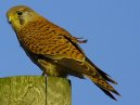 Kestrel