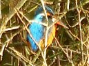 Kingfisher