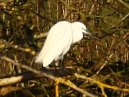 Little Egret