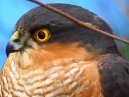 Sparrowhawk