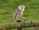 Barn Owl