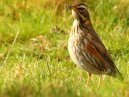 Redwing