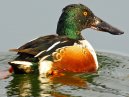 Shoveler