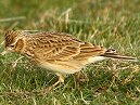 Skylark