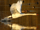 Swan Taking Off