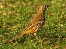 Mistle Thrush