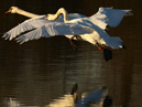 Two Swans