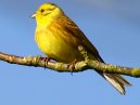 Yellowhammer