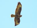 Buzzard