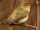 Chiffchaff