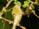 Goldcrest