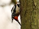 Greater Spotted Woodpecker
