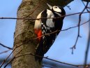 Greater Spotted Woodpecker