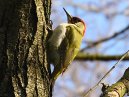 Green Woodpecker