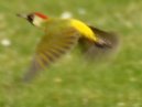 Green Woodpecker