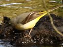 Grey Wagtail