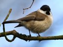 Marsh Tit
