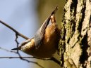 Nuthatch
