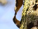 Nuthatches