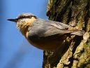 Nuthatch