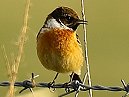 Stonechat