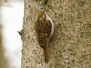Treecreeper