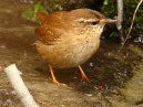 Wren