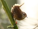 Wren