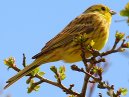 Yellowhammer