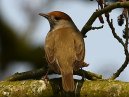 Black Cap