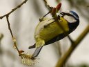 Blue Tit