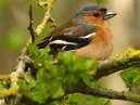 Chaffinch