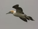 Gannet