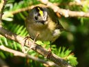 Gold Crest