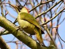 Green Woodpecker