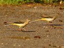 Grey Wagtails