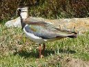 Lapwing