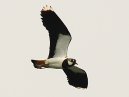 Lapwing