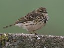 Meadow Pippit