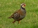 Red Legged Partridge