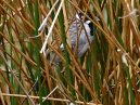 Reed Bunting