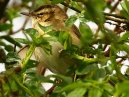 Sedge Warbler