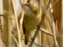 Sedge Warbler