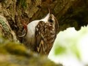 Tree Creeper