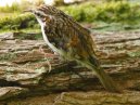 Tree Creeper