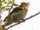 Willow Warbler