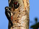 Great Spotted Woodpeckers